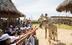 Ưu đãi chưa từng có từ Vinpearl Land & Safari cho người miền Trung, Tây Nam bộ